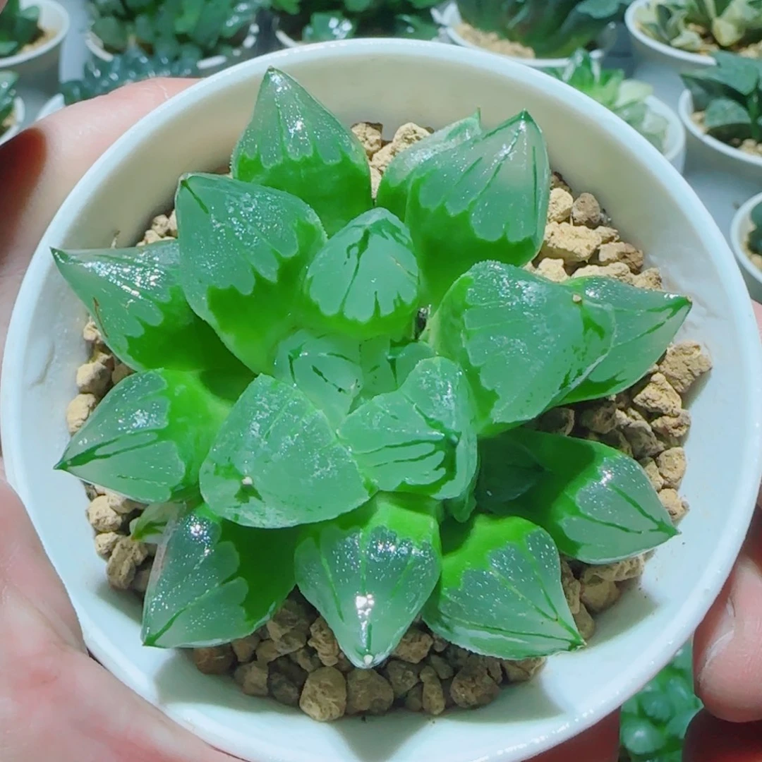 冰城寿多肉植物