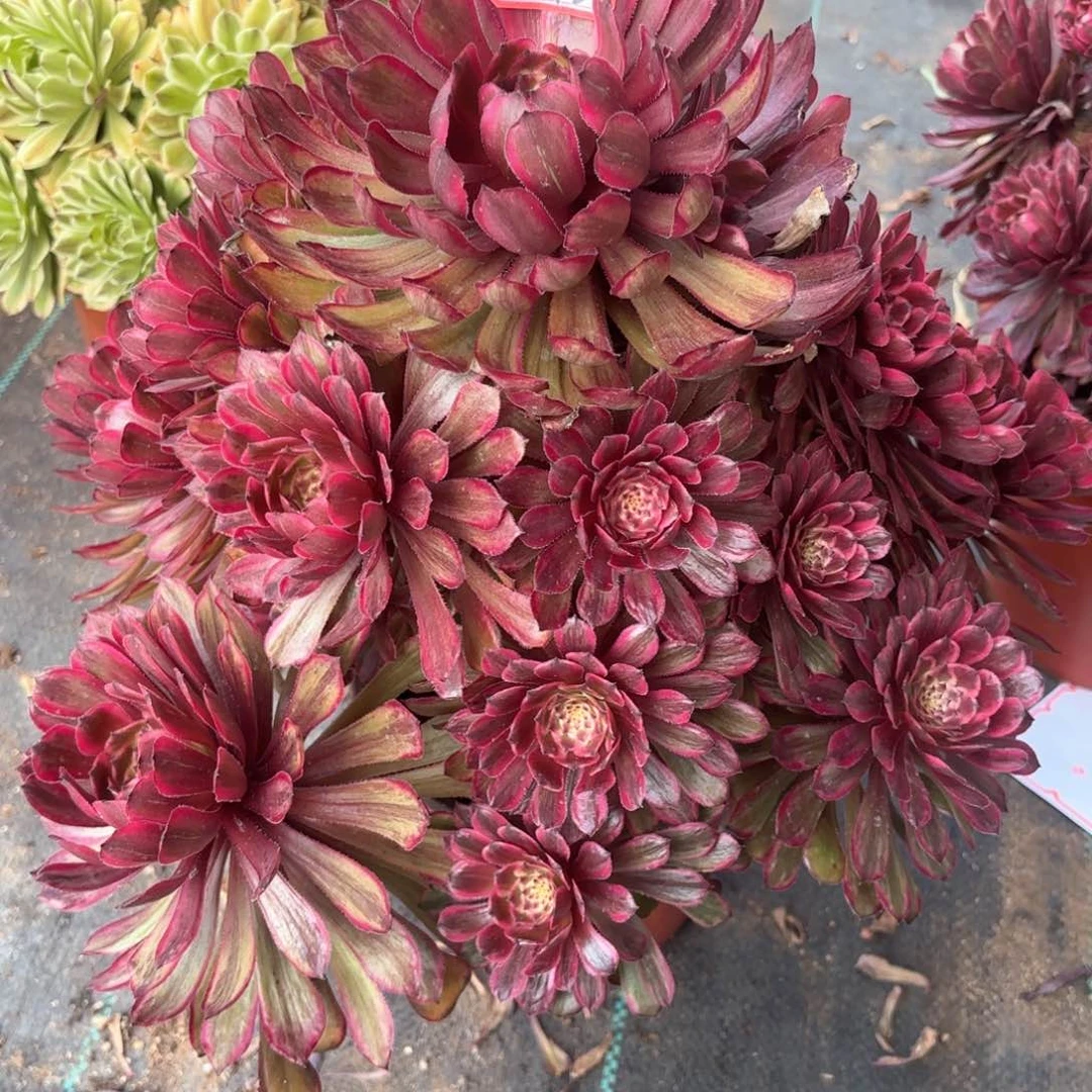 全部花朵243紫牡丹多肉植物