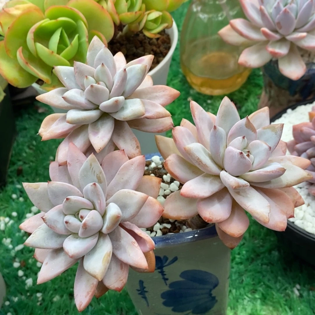 韩系多肉植物盆栽