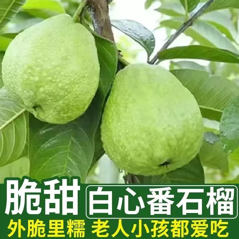 红宝石番石榴树苗红心芭乐白心芭乐果苗盆栽地栽嫁接苗地苗带土球