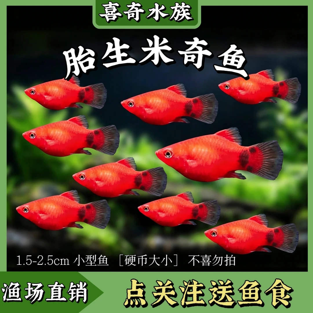 米奇鱼胎生鱼好看小型精品好养活观赏鱼混养热带新手