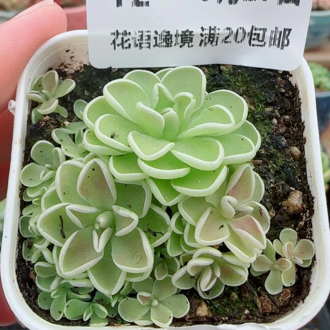 花语逸镜0927-12捕虫堇