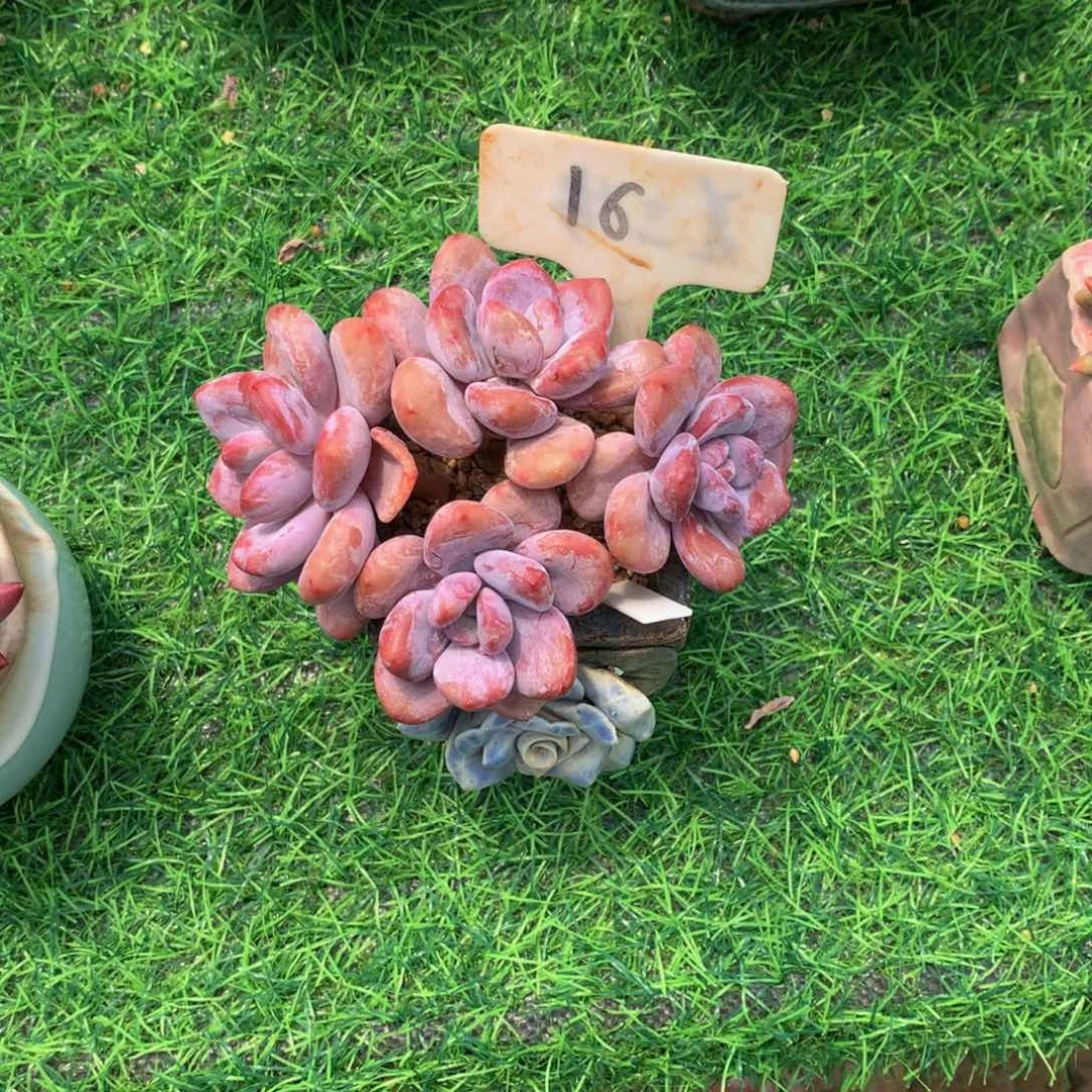 燕***子粉兔多肉植物植物