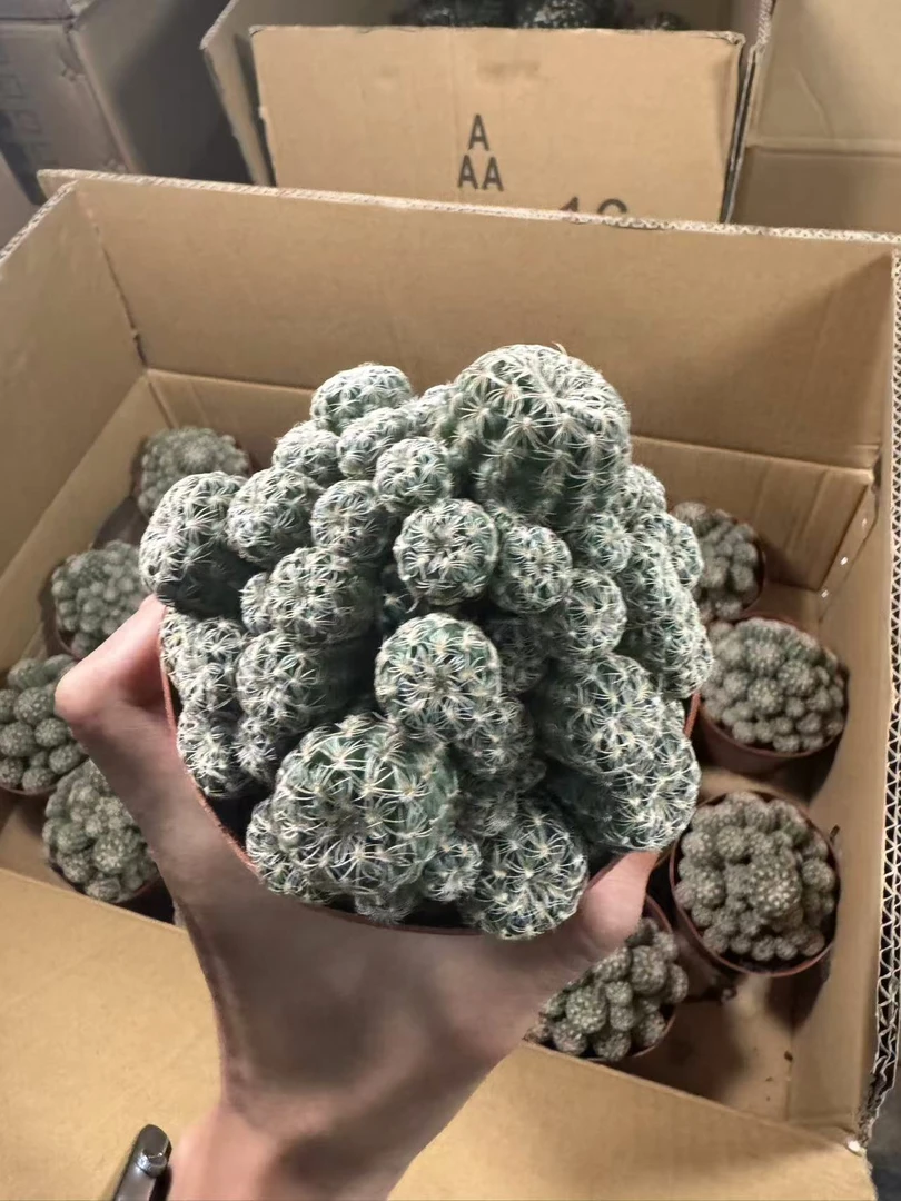 樱花罗星 仙人球植物基地直发货 新手好养 室内外办公室绿植
