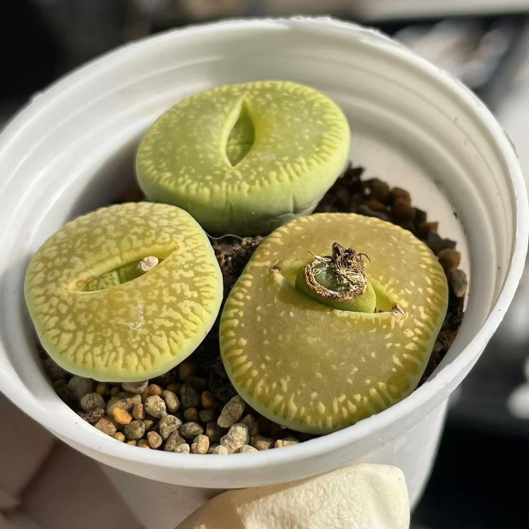 绿光阳 生石花C48a四年母本株 三棵一盆