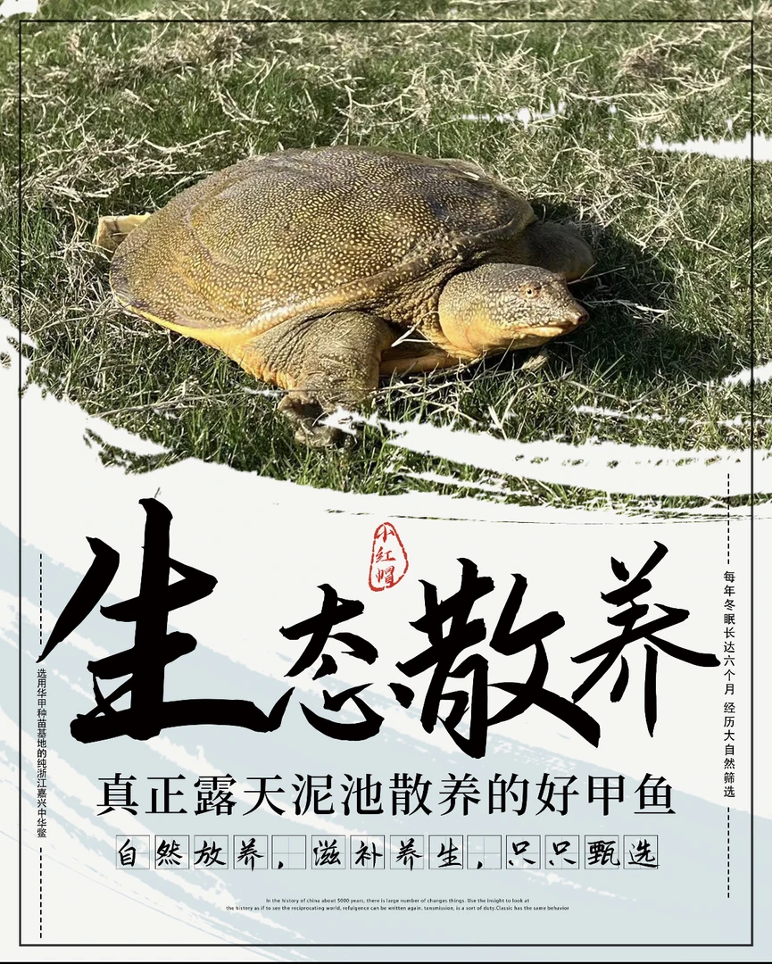 （直播间现场称重链接）外塘生态散养甲鱼