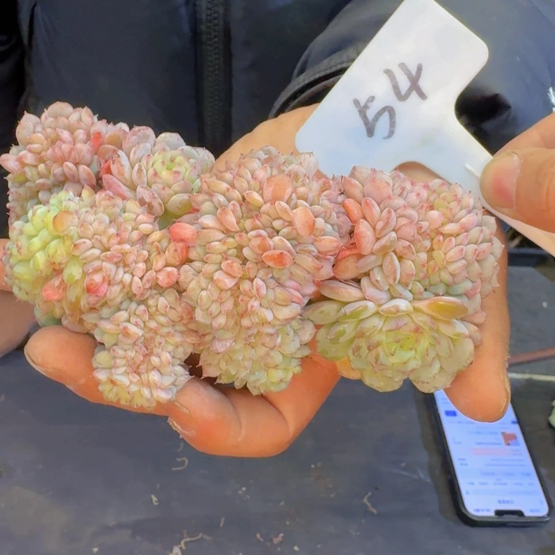 多肉植物的生长发育和