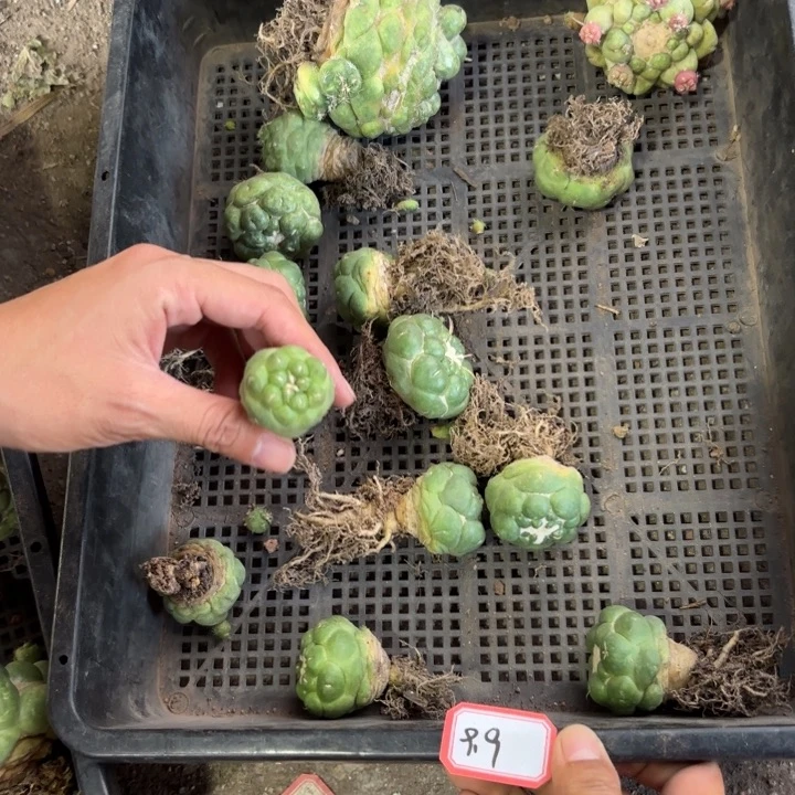 无刺象牙保三公分有根皮实