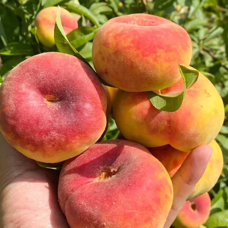 【坏果包赔】陕西彩虹黄毛蟠桃101号4.5斤装香甜多汁新鲜采摘