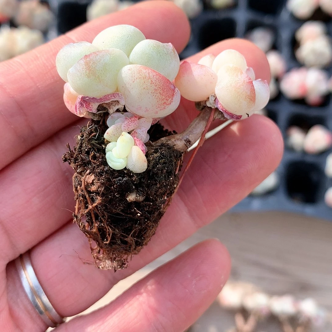 一**鱼鱼宝的冰玉22222