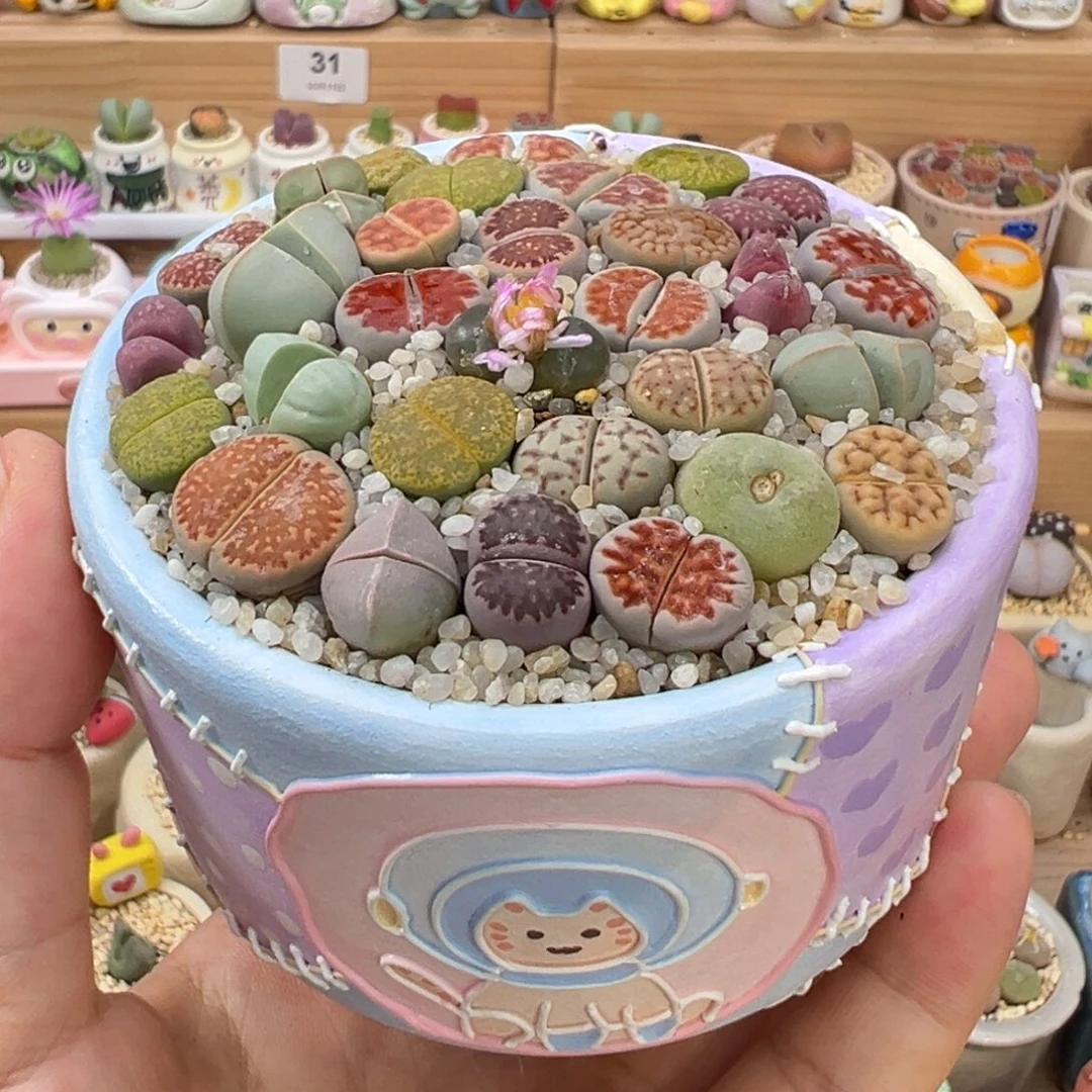 多肉植物34号彩色