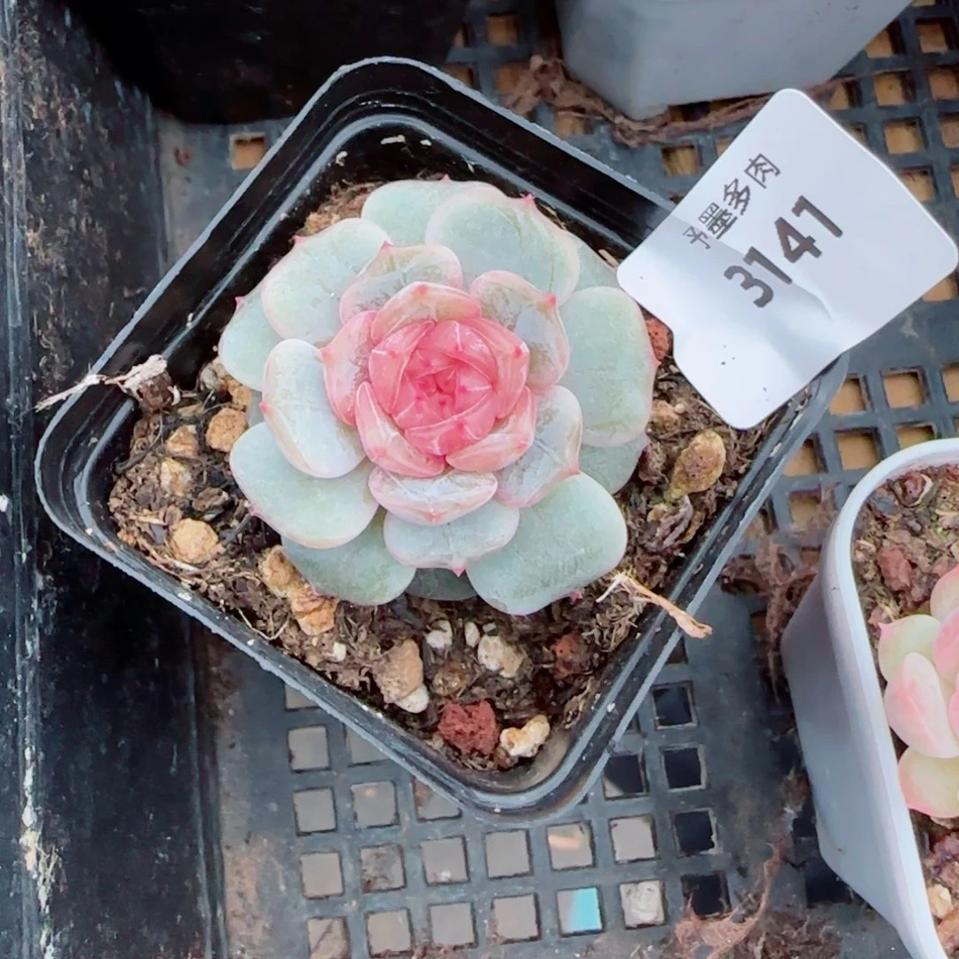 小***怜粉恋，3141多肉植物