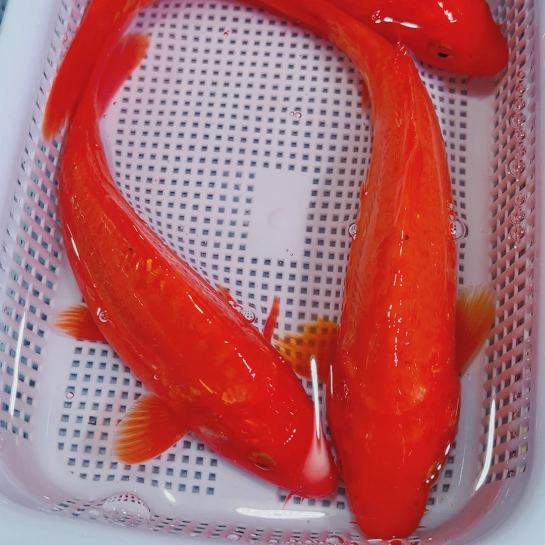 锦鲤锦鲤冷水观赏鱼140