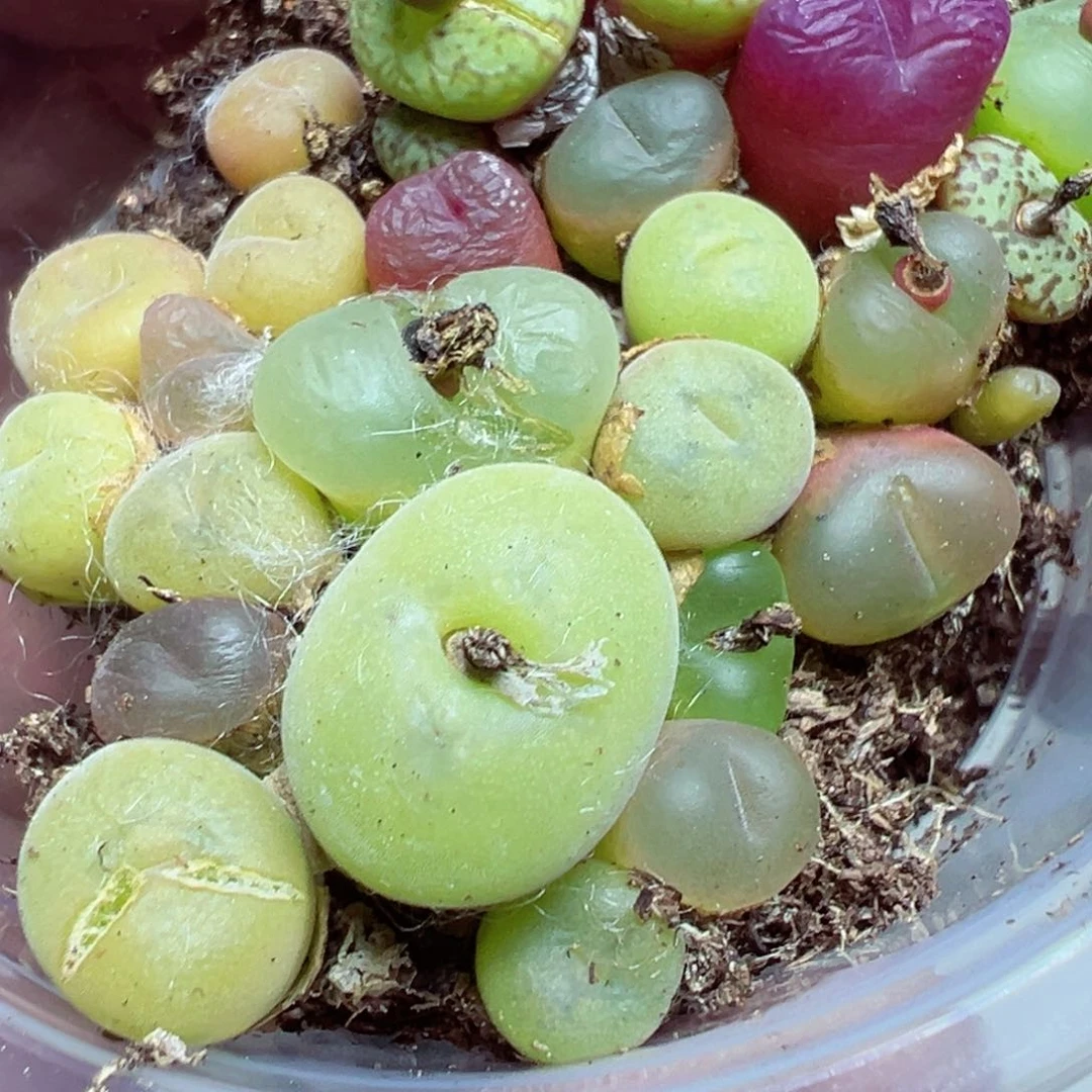 【闪购商品】 602。