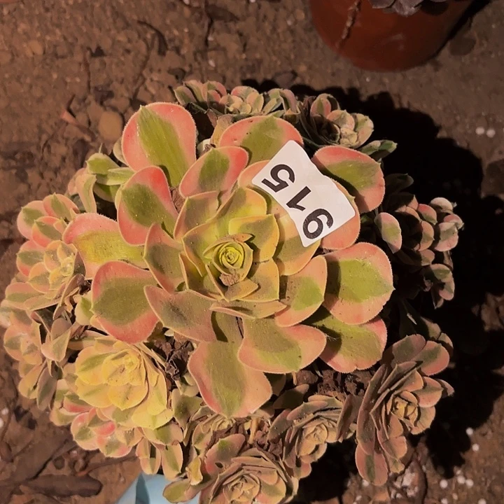 915女神多肉植物不售后