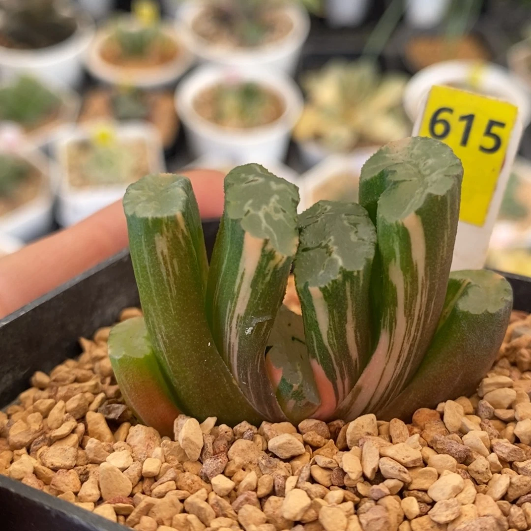 615号北斋玉扇锦多肉