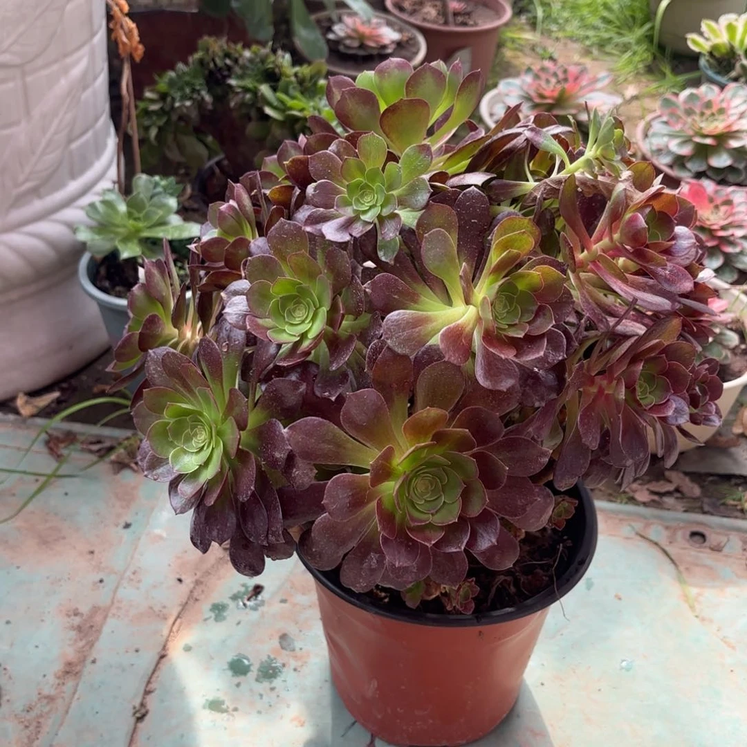 红陶哈哈哈哈哈哈哈哈哈