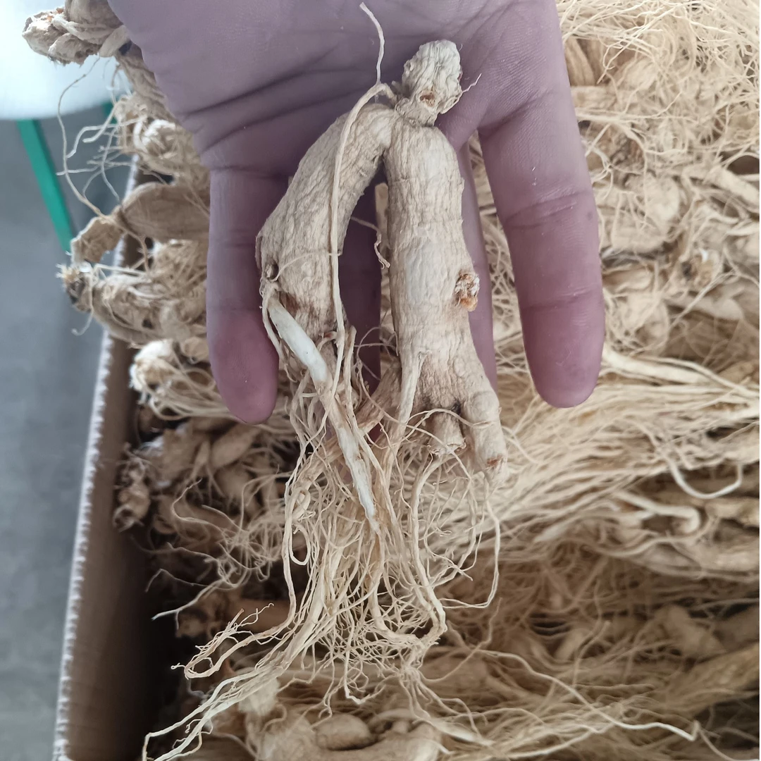 长白山特产 生晒人参 中号破烂 初级农产品