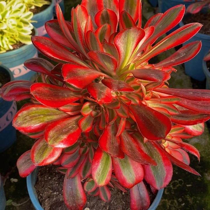 香奈儿一颗多肉植物