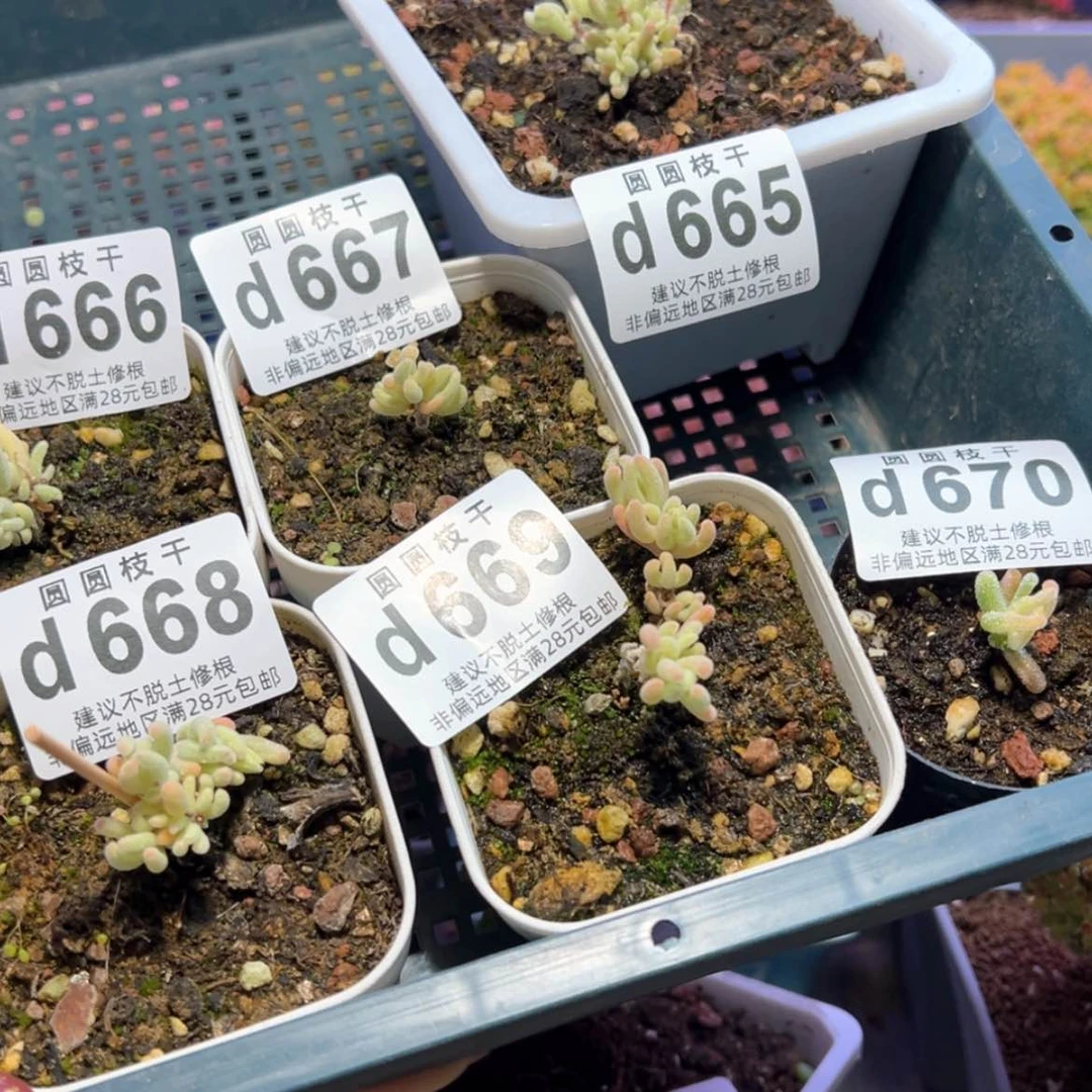 【闪购商品】忍****?d665到670六颗