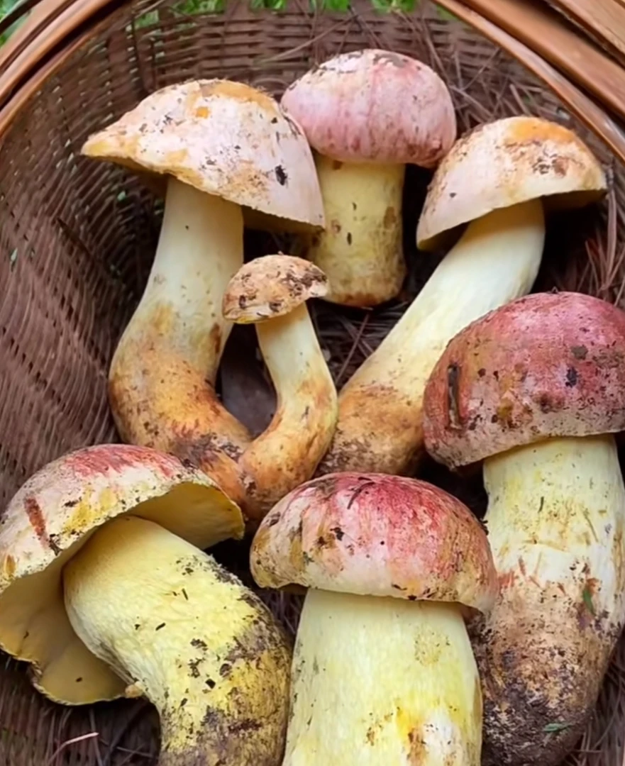 云南新鲜野生白葱牛肝菌深山新鲜食用菌冷链包邮