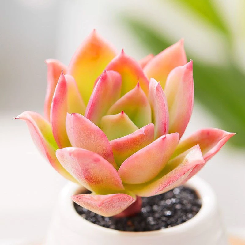 乔伊拼满15元包邮多肉植物阳台庭院 办公 室新手好养好活