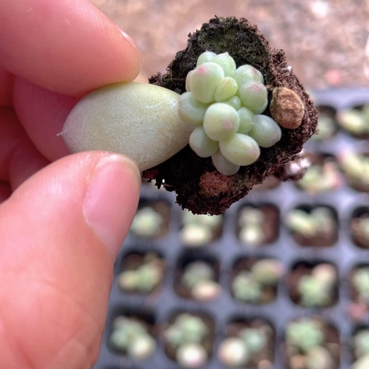 萤火虫群随机发满18