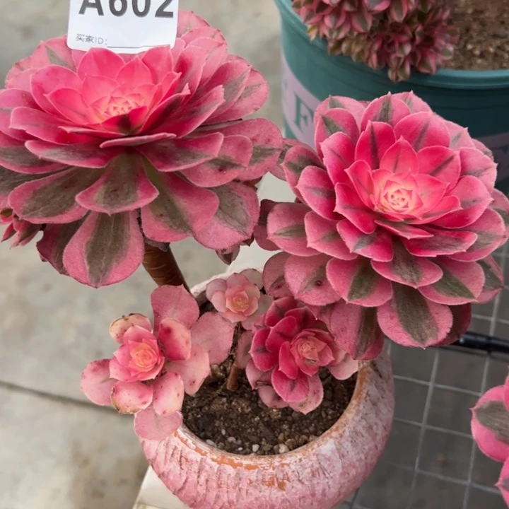 602倾城朵小精品15厘米左右