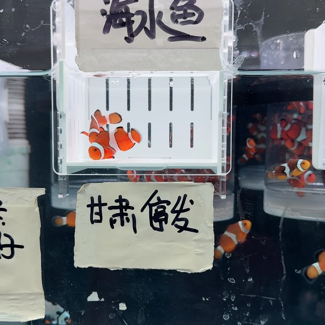 海水鱼4+一对精品黑边公子