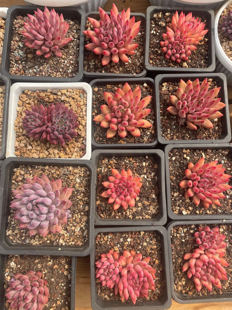 1号精控精养多肉植物综合，不闻不问玩多肉。以直播间展示为主