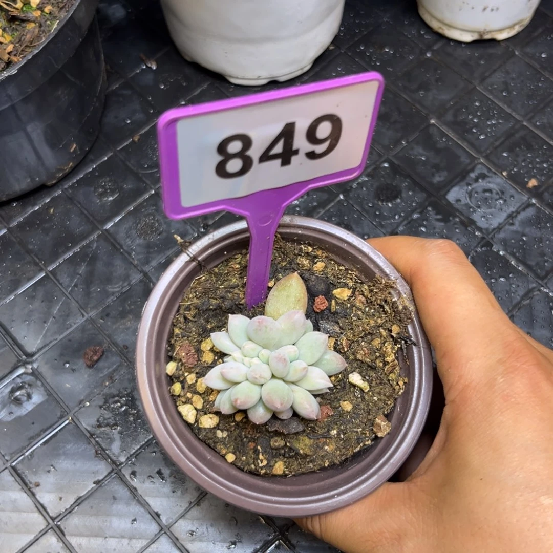 多肉植物哥特缀849