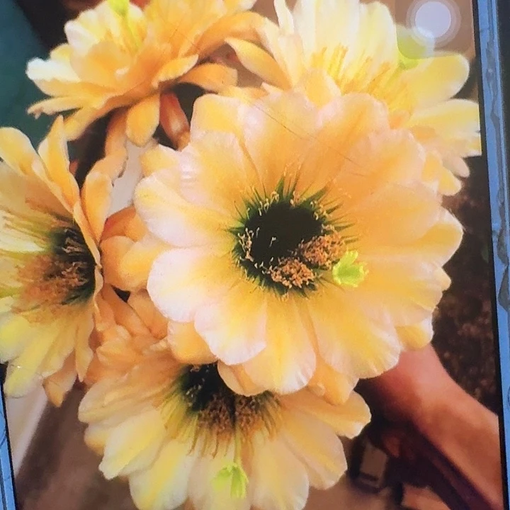 绿眼睛侧芽5公分毛花柱