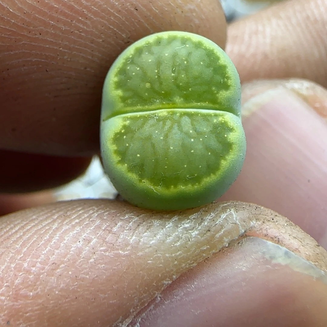 783 生石花大棚直播