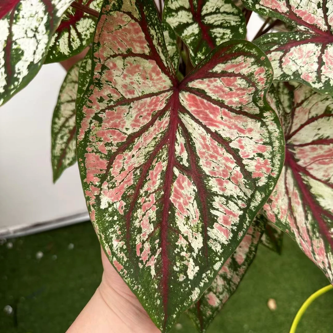 【红织锦】彩叶芋锦化进口超大球根室内桌面阳台好养热植