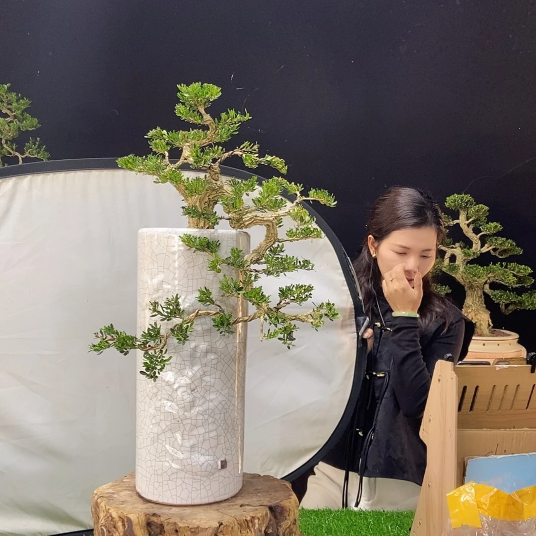 无花朵广东小叶黄杨