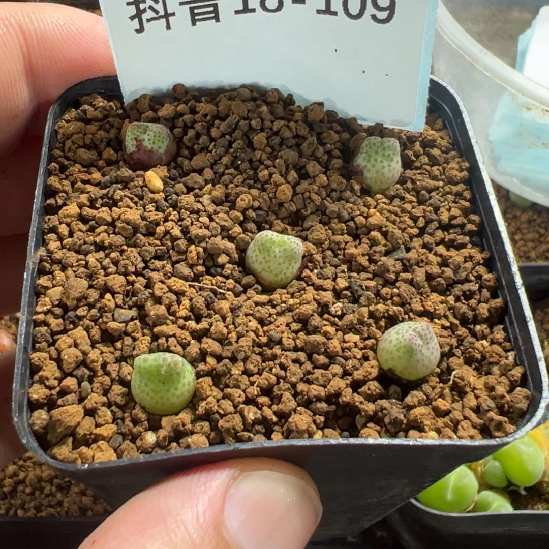 .18-109 955d斑马多肉植物