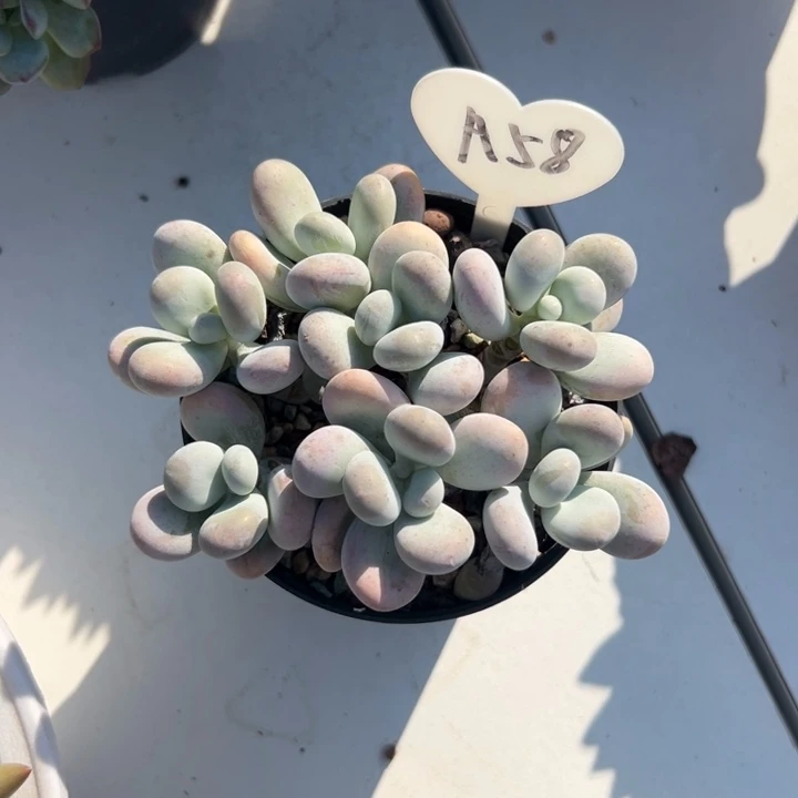 丰***佳多肉植物一物一拍