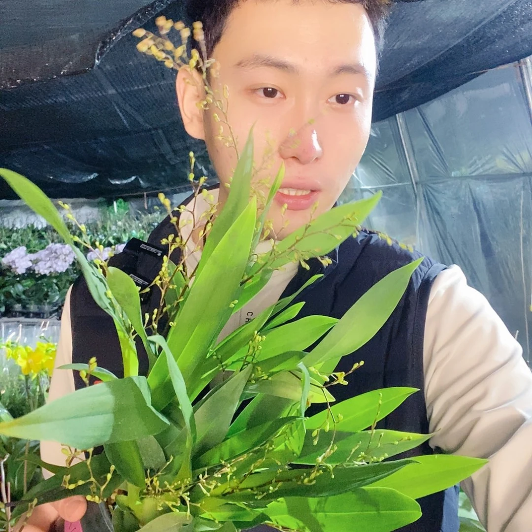 无花朵粉色文心兰