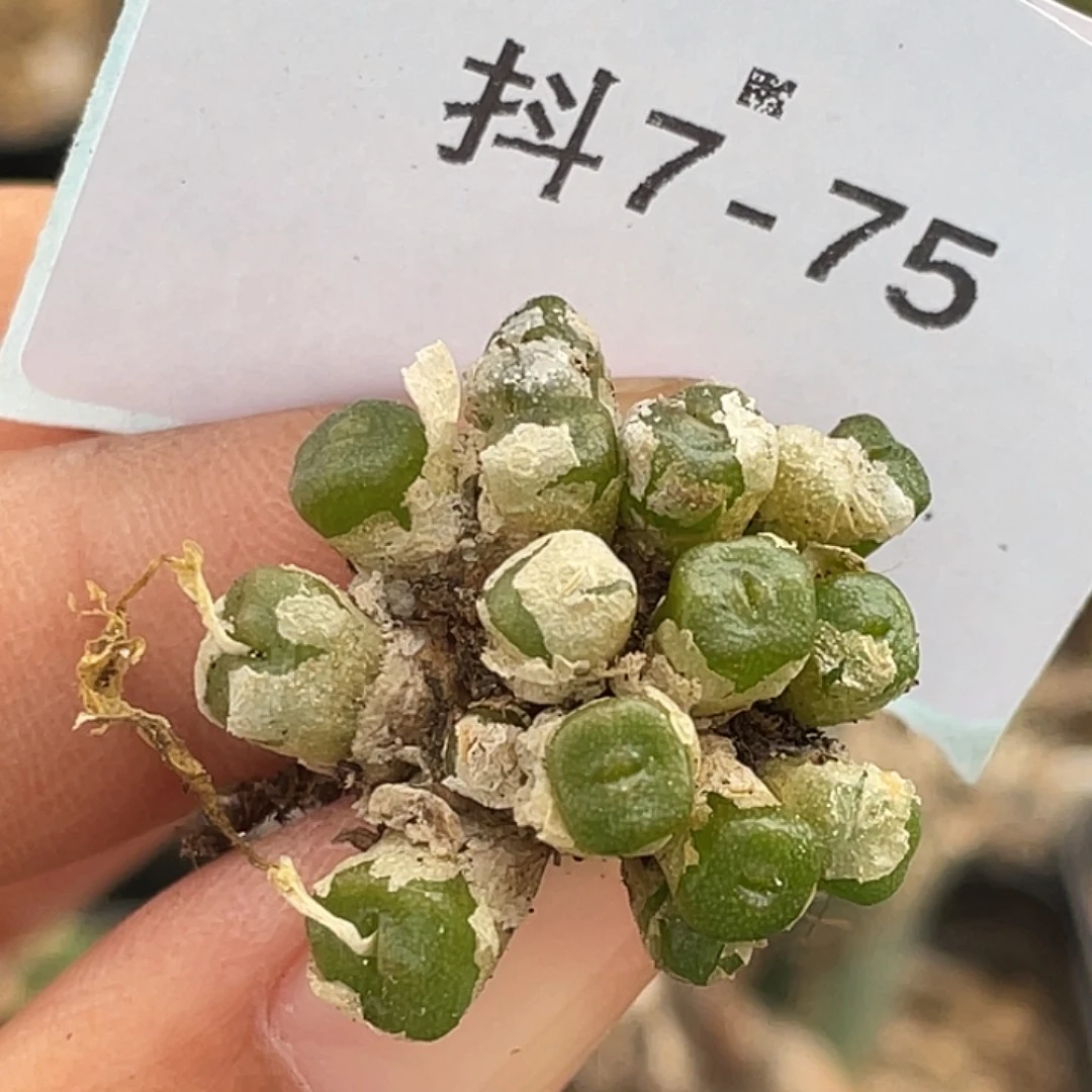7-75方糖多肉植物