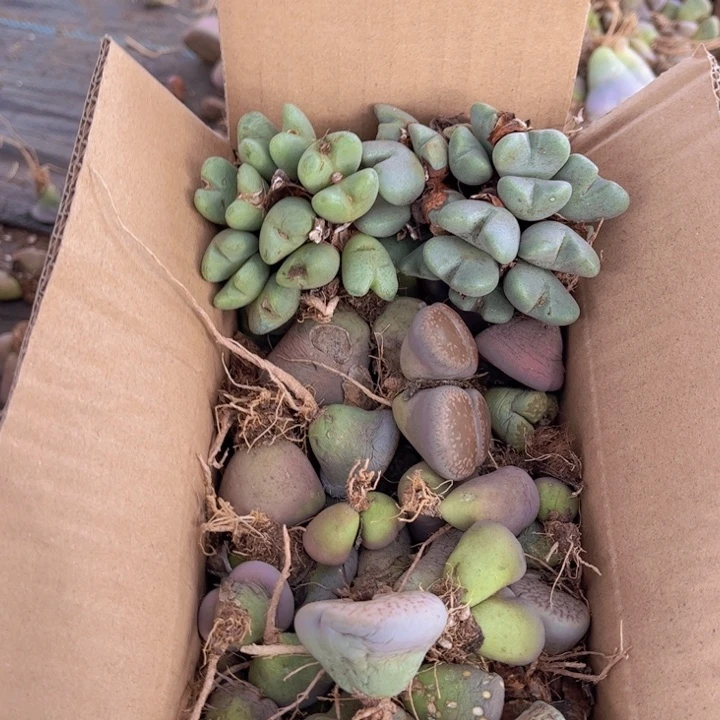 一箱母本88888888888888