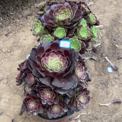 411多肉植物组合