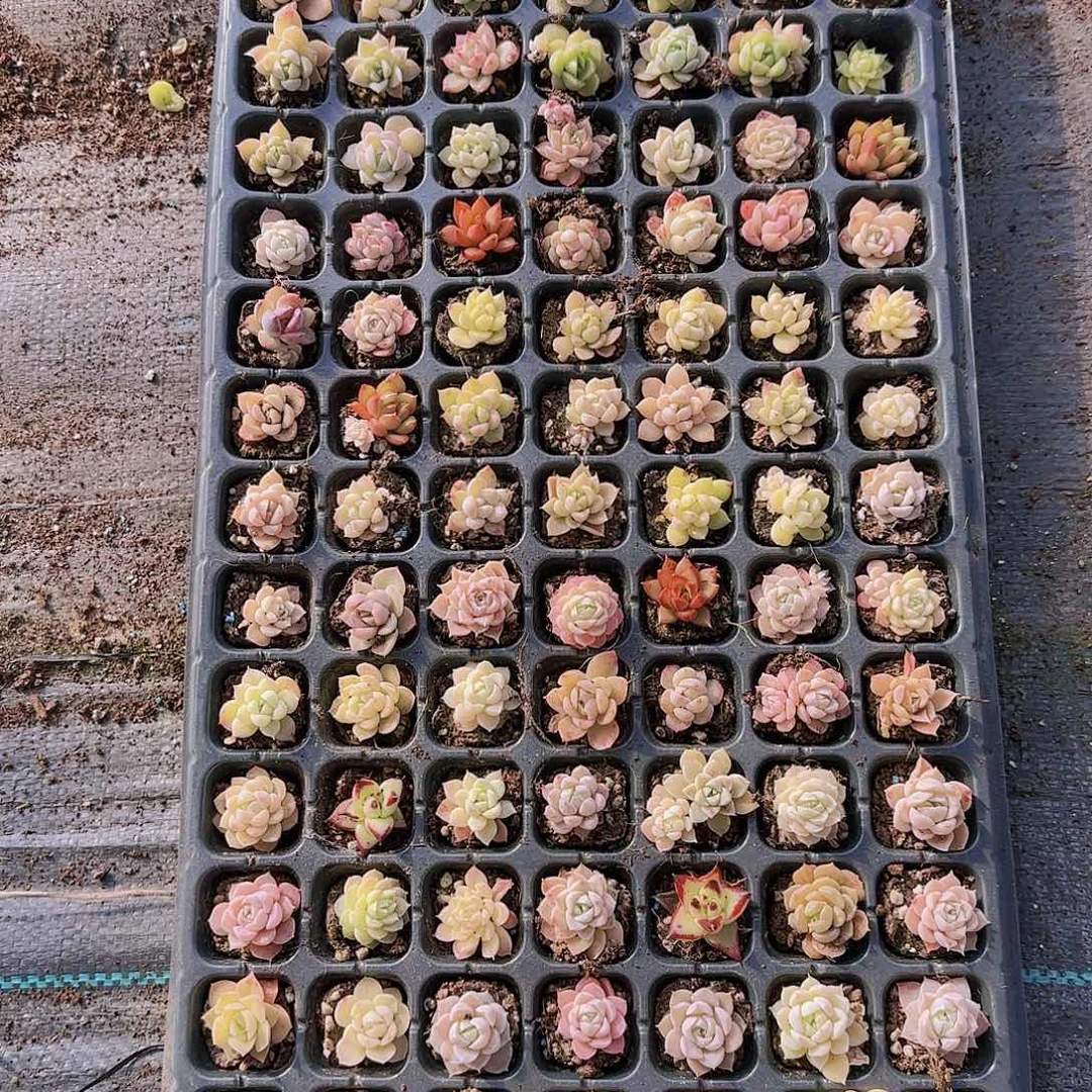 直播一物一拍多肉04