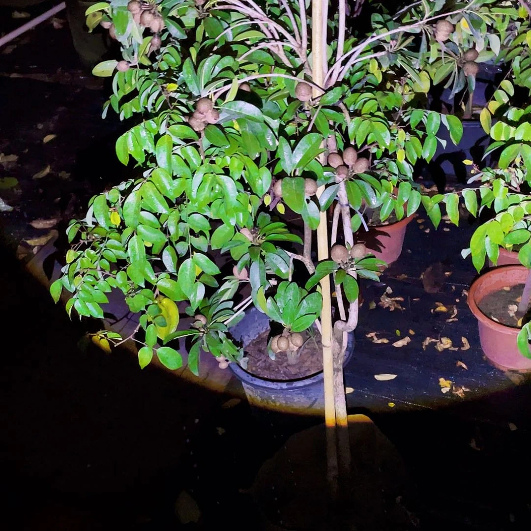 无花朵刘**院ggggggh