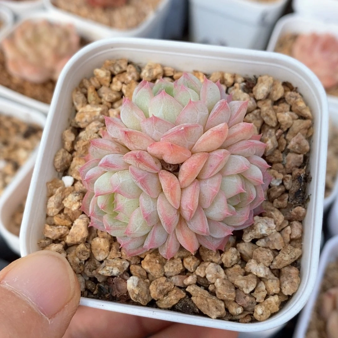 精品多肉一物一拍184