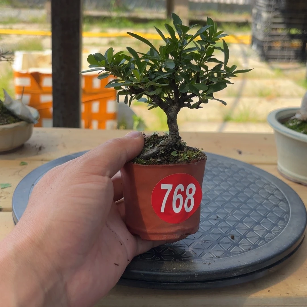 曾*大棚转让768号