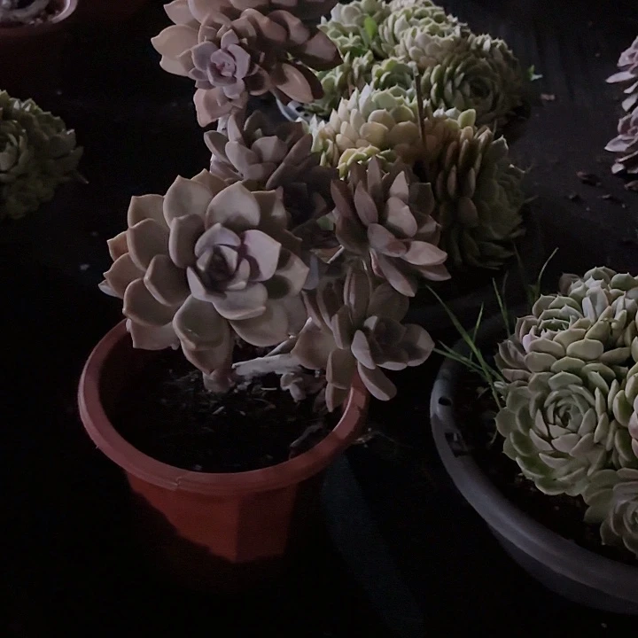 紫乐老桩飘枝多肉盆栽