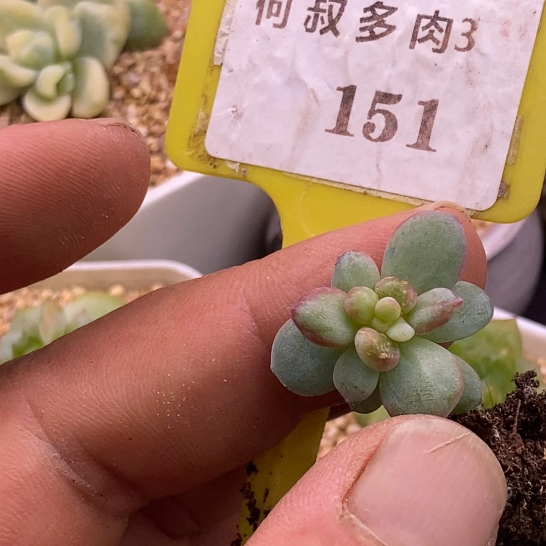 3151草莓泡芙变异带锦