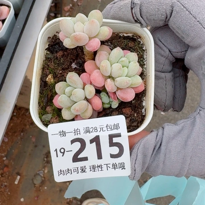 鱼子酱多肉无盆土发货无