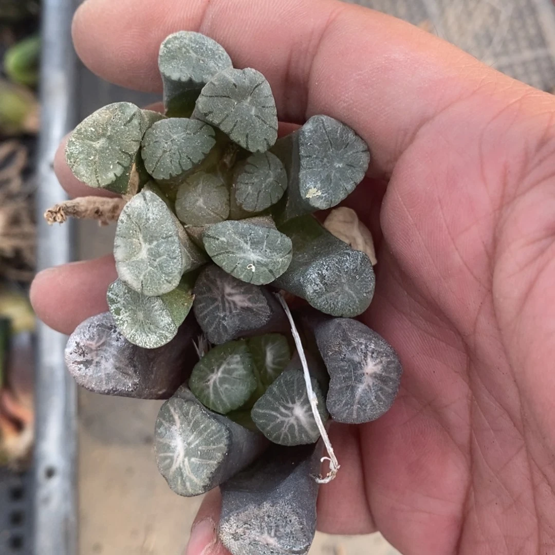 857 两颗一起 超级福利。
