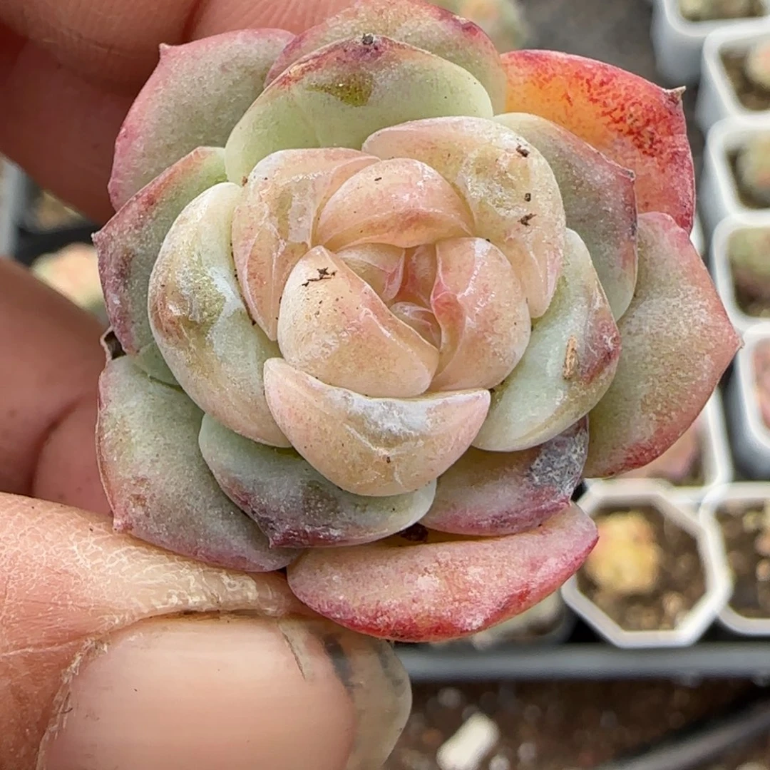 多肉小卡拉米糖心一物一拍。